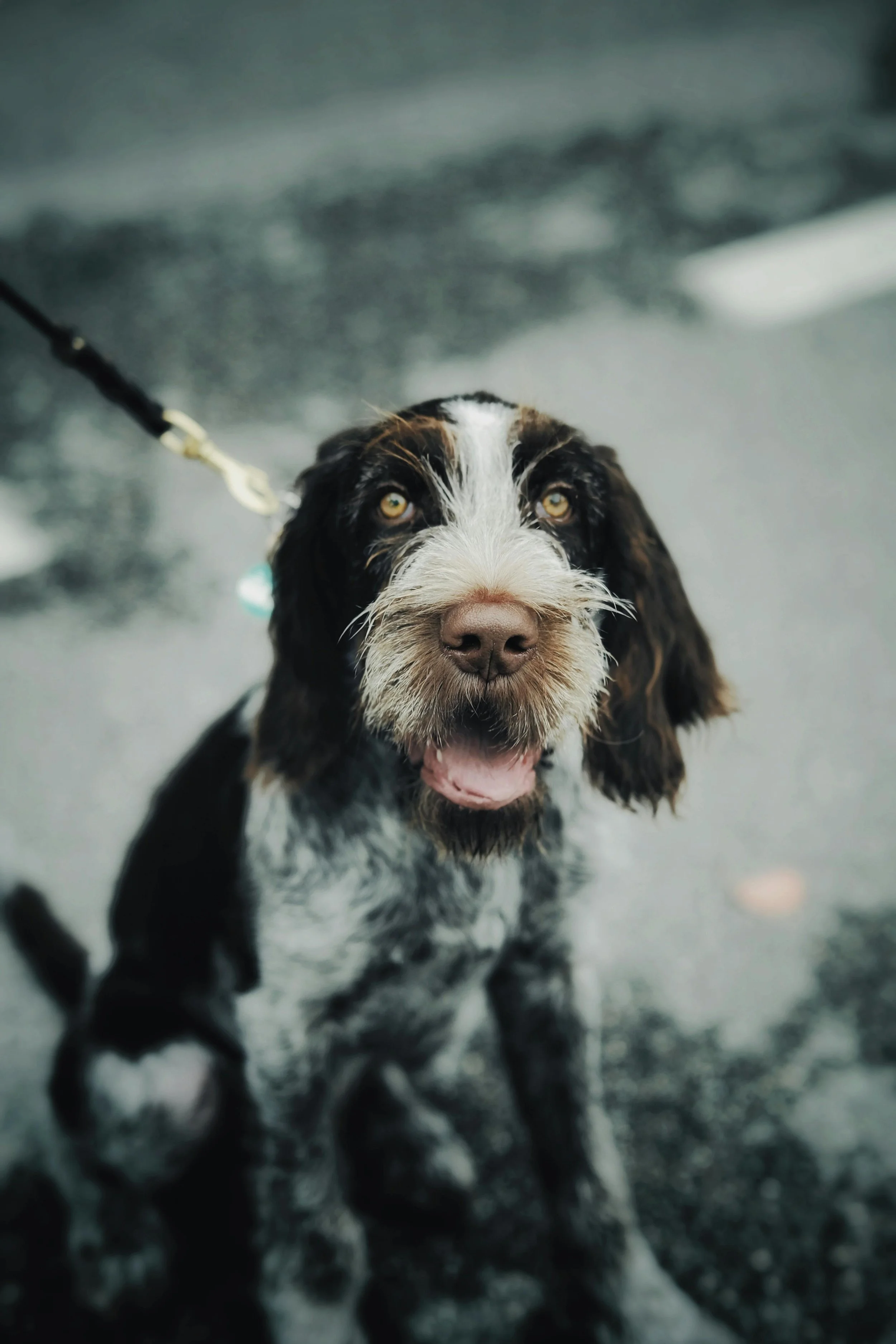 off leash training charlotte nc