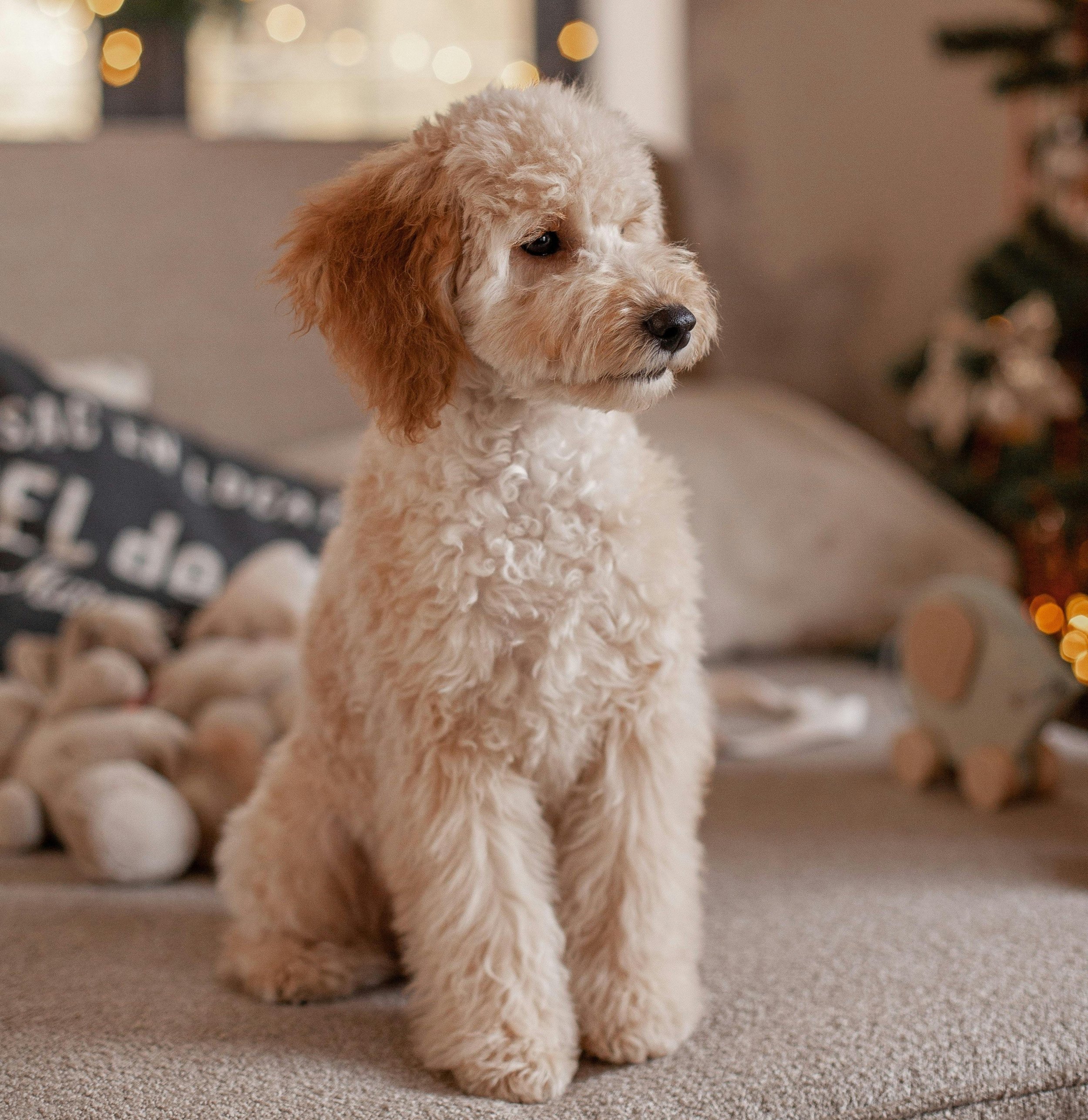 in home dog training charlotte nc