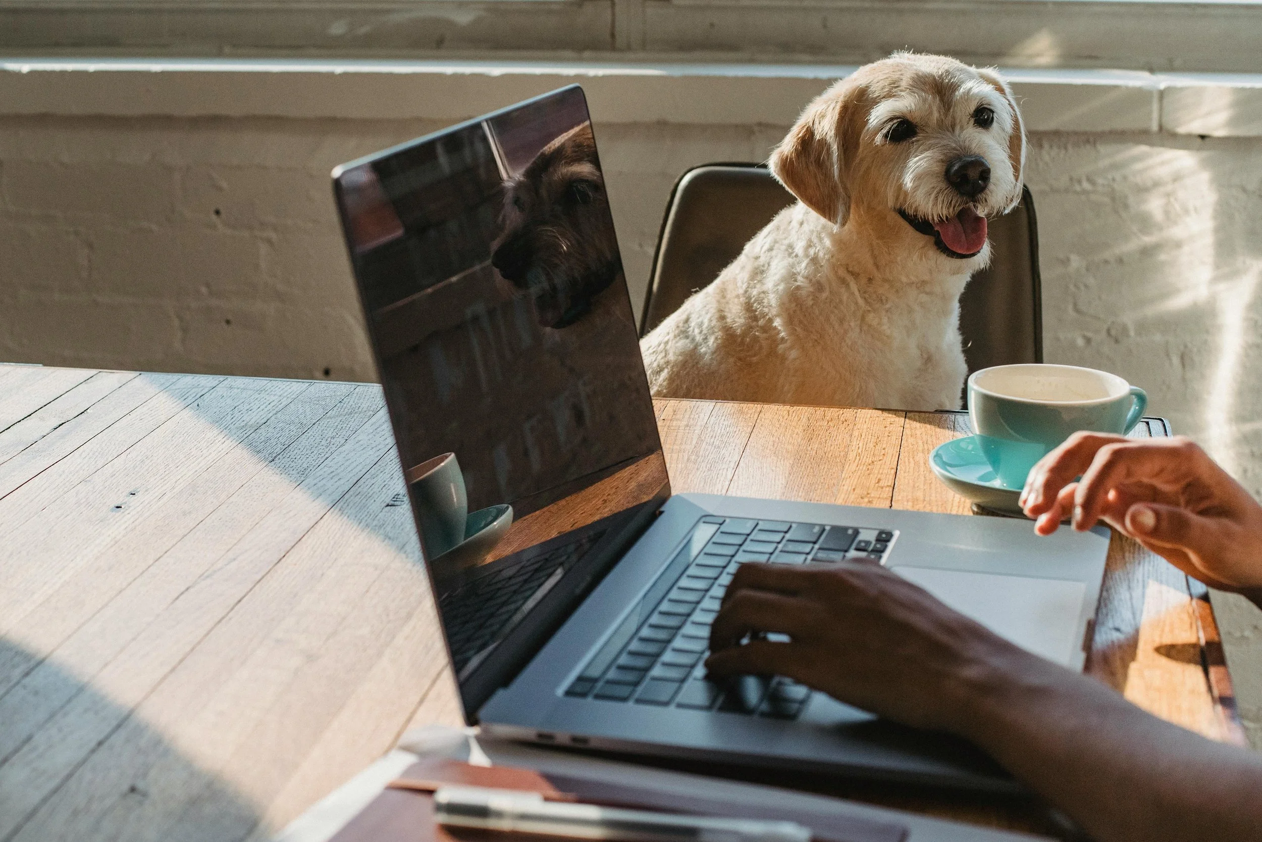 dog training for busy professionals charlotte nc.jpg