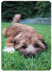 Dog potty training near me