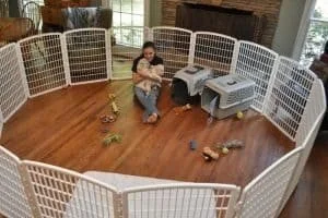 Puppy Potty Training Near Me