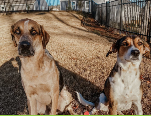 Two dogs sitting on a grassy yard with a fence in the background.