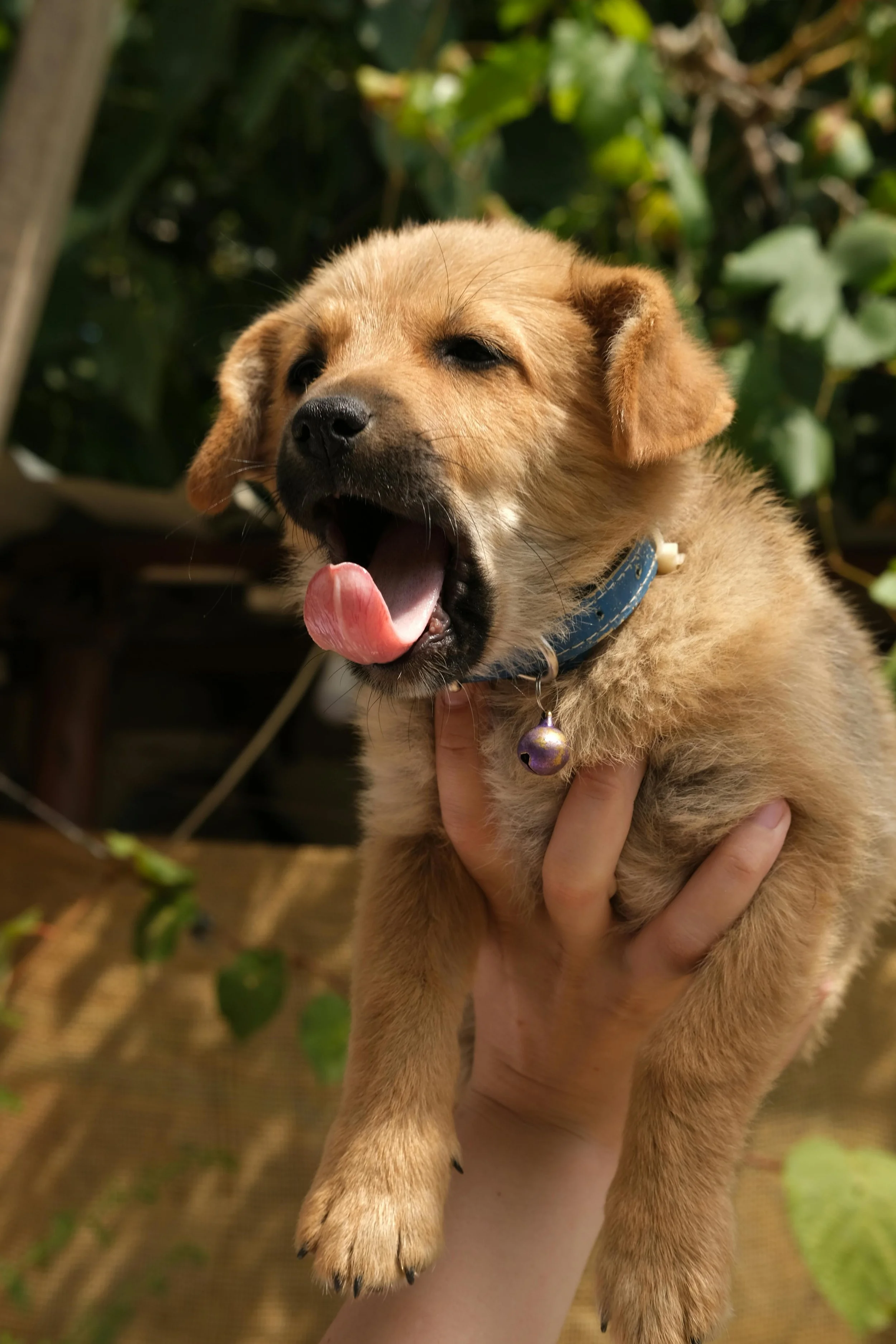 puppy stress management.jpg