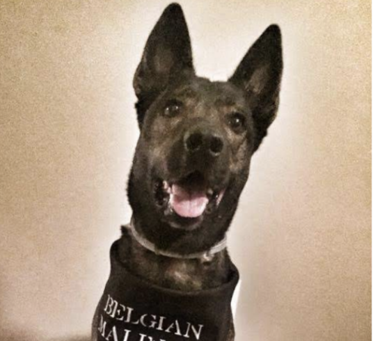 A black and brown dog with large ears, wearing a black shirt with white text that says "Belgian Malinois." The dog is looking at the camera with its mouth slightly open, showing its tongue.