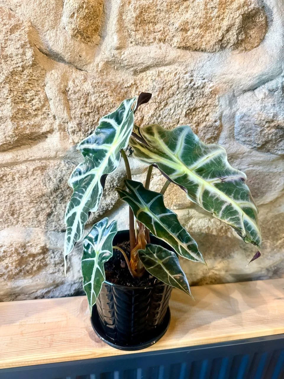 Alocasia 'Polly'.jpg