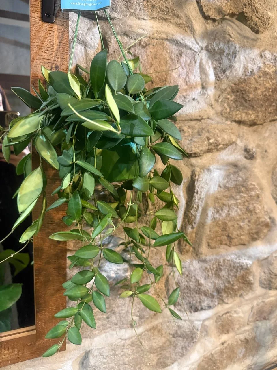 Hoya burtoniae Ø14 h: 40