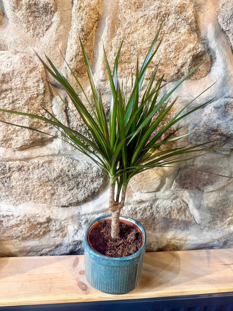 Dracaena marginata.jpg