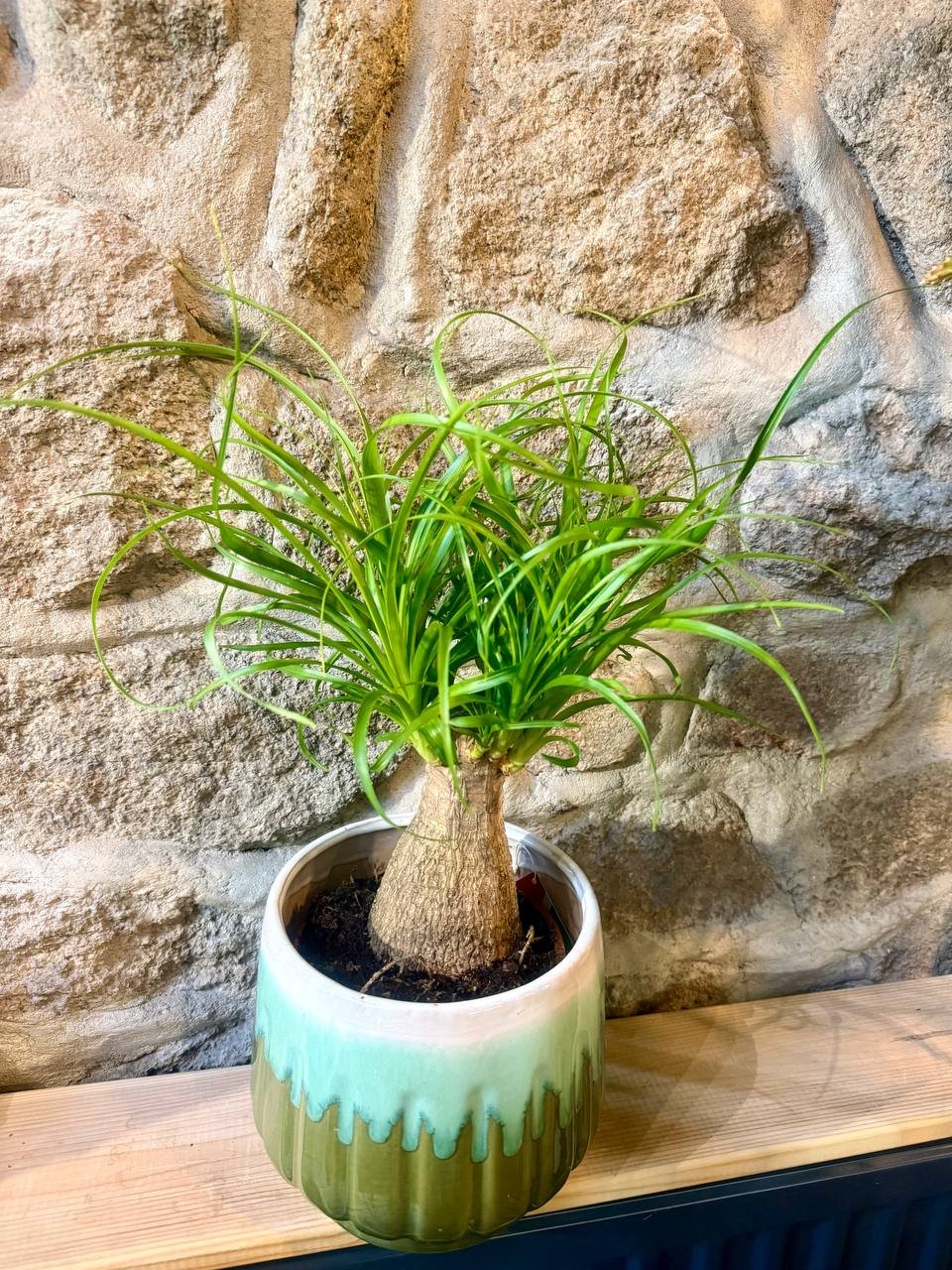 Beaucarnea recurvata Ø12 h40