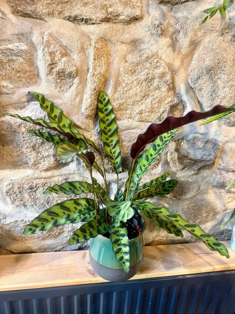 Calathea lancifolia Ø14 h 45