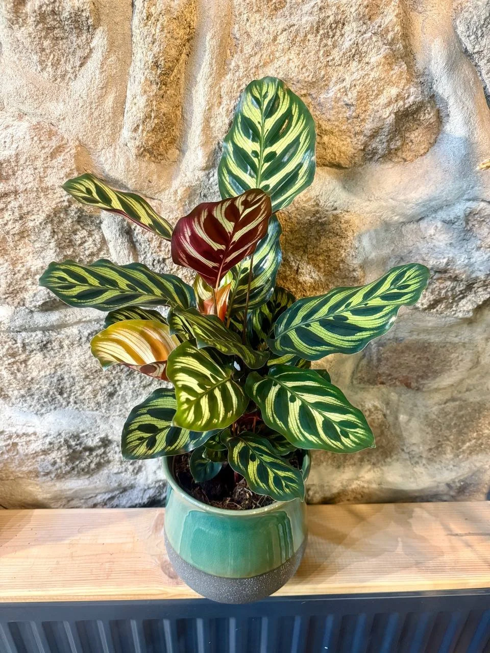 Calathea makoyana Ø14 h 45