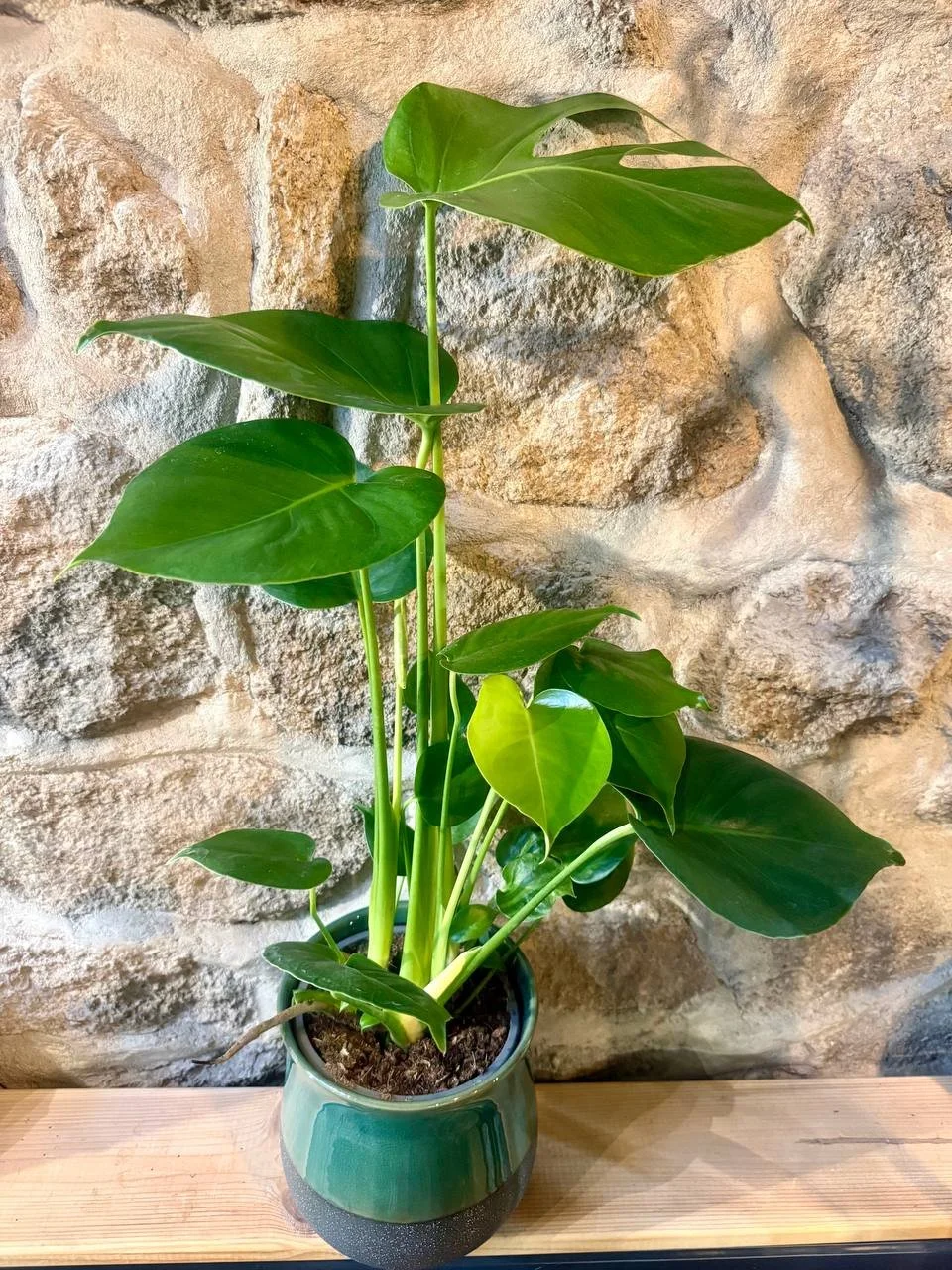 Monstera deliciosa Ø14 h55