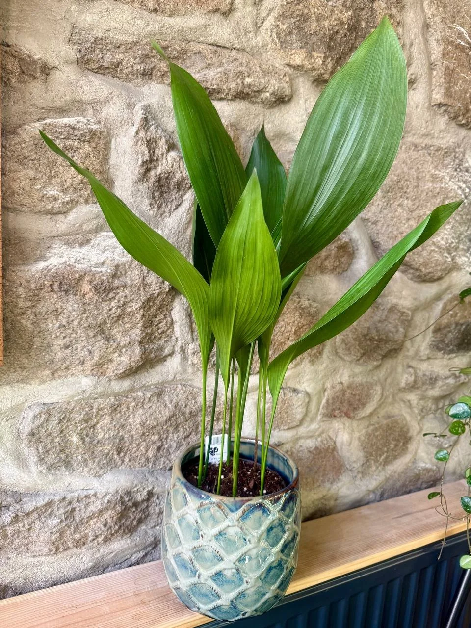 Aspidistra elatior Ø15 h65