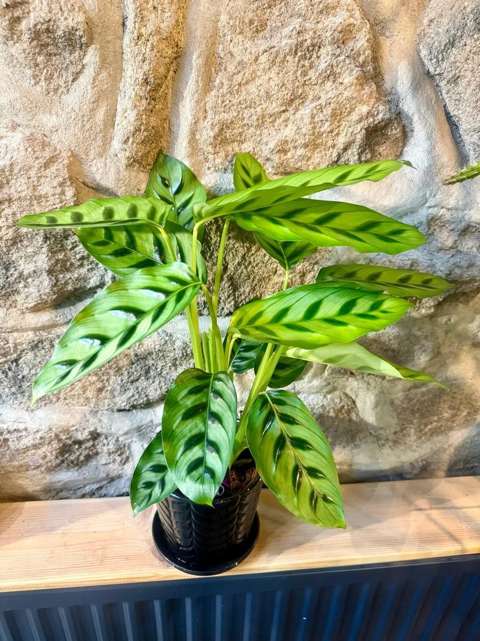 Calathea 'Leopardina'  Ø12 h45