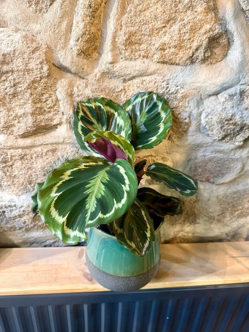 Calathea 'Medallion'.jpg
