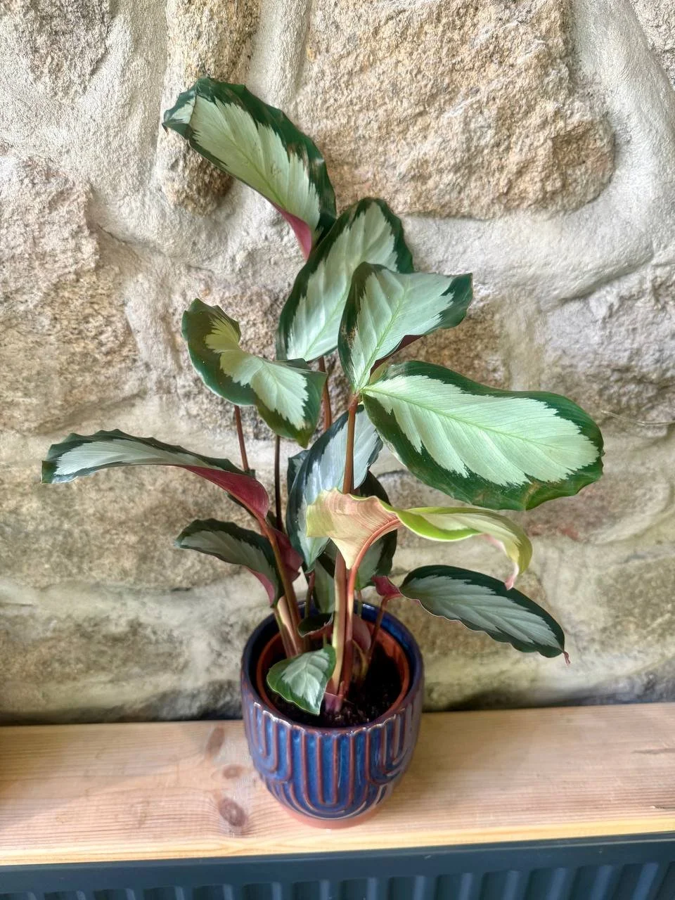 Calathea picturata 'Argentea'  Ø12 h40