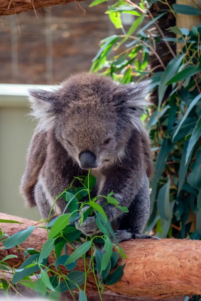 AUSTRALIA 2017-27.jpg