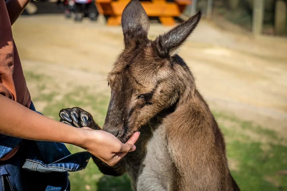 AUSTRALIA 2017-25.jpg
