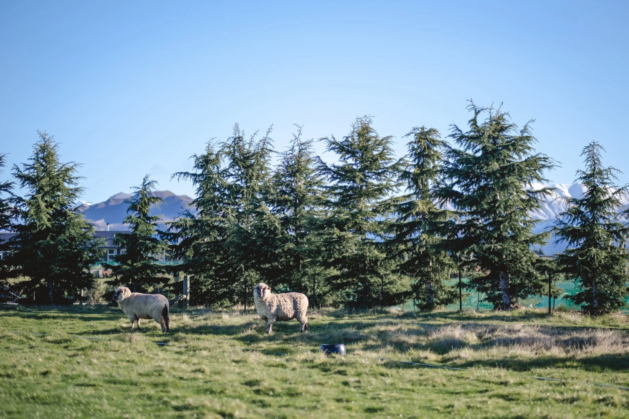 NEW ZEALAND-163.jpg