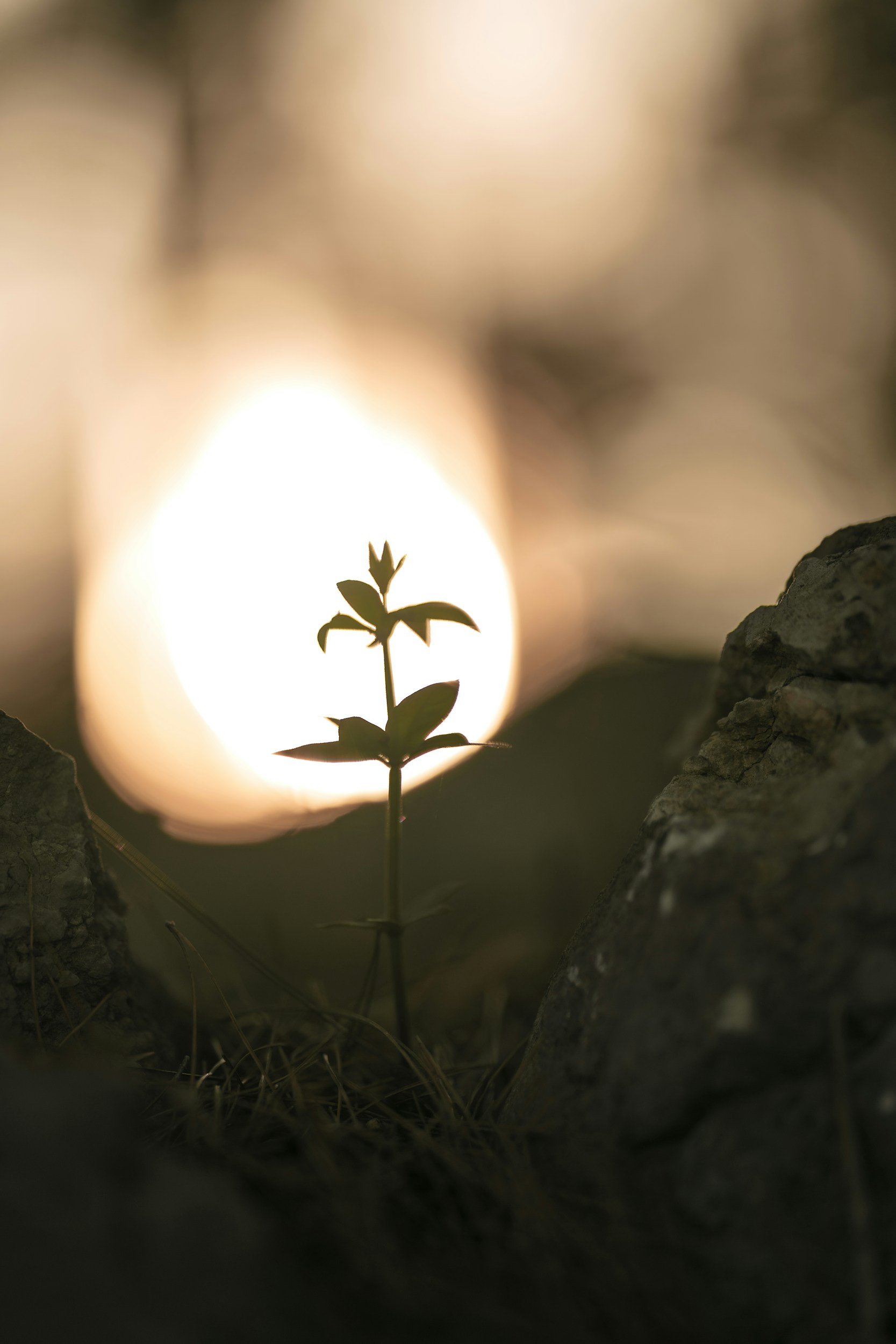 A small plant with green leaves growing in front of a glowing light source, with rocks on either side.