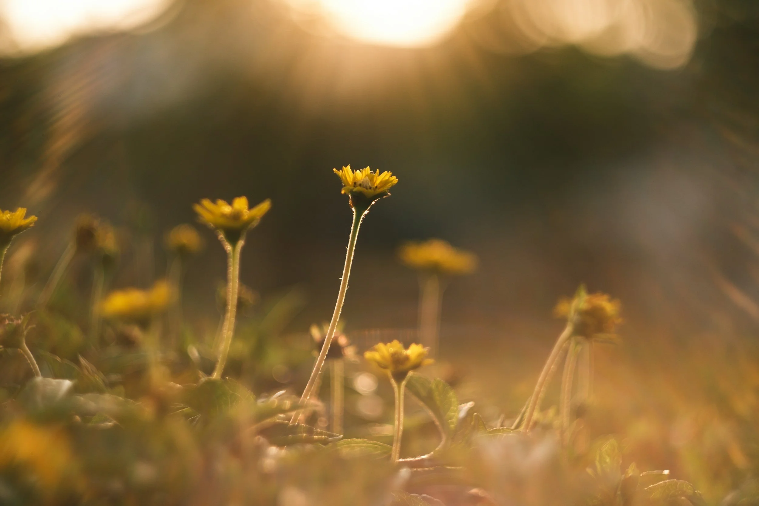 Close-up of yellow wildflowers at sunset with warm golden lighting and blurred background.
