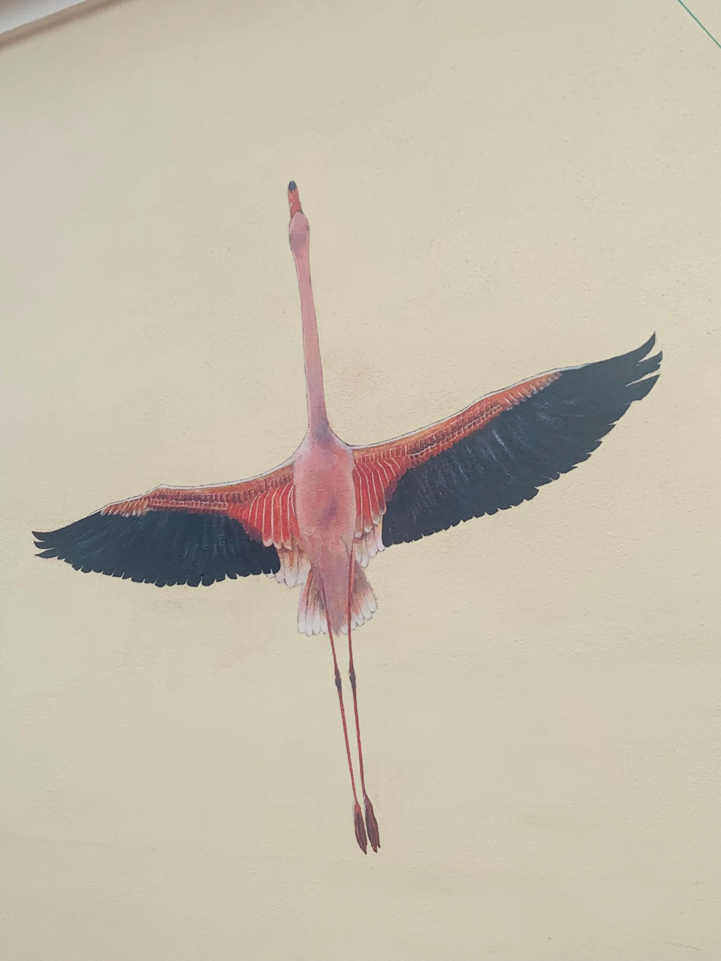 Flamingo, Malaga 2o22

Acrylic on wall
120 cm x 140 cm 