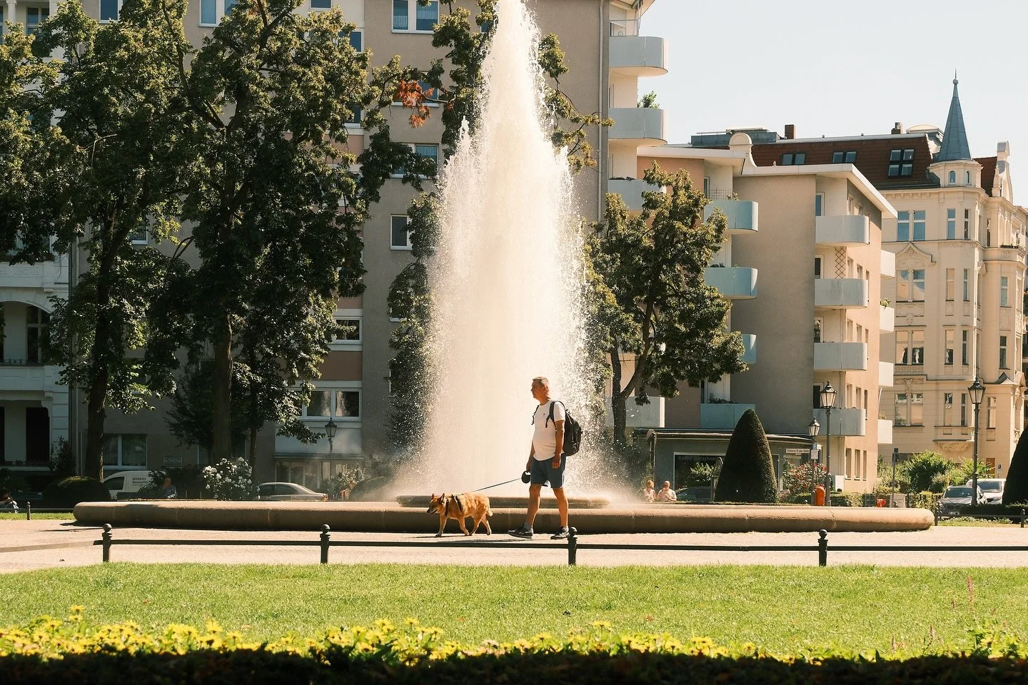 Dogs in the park 🐕