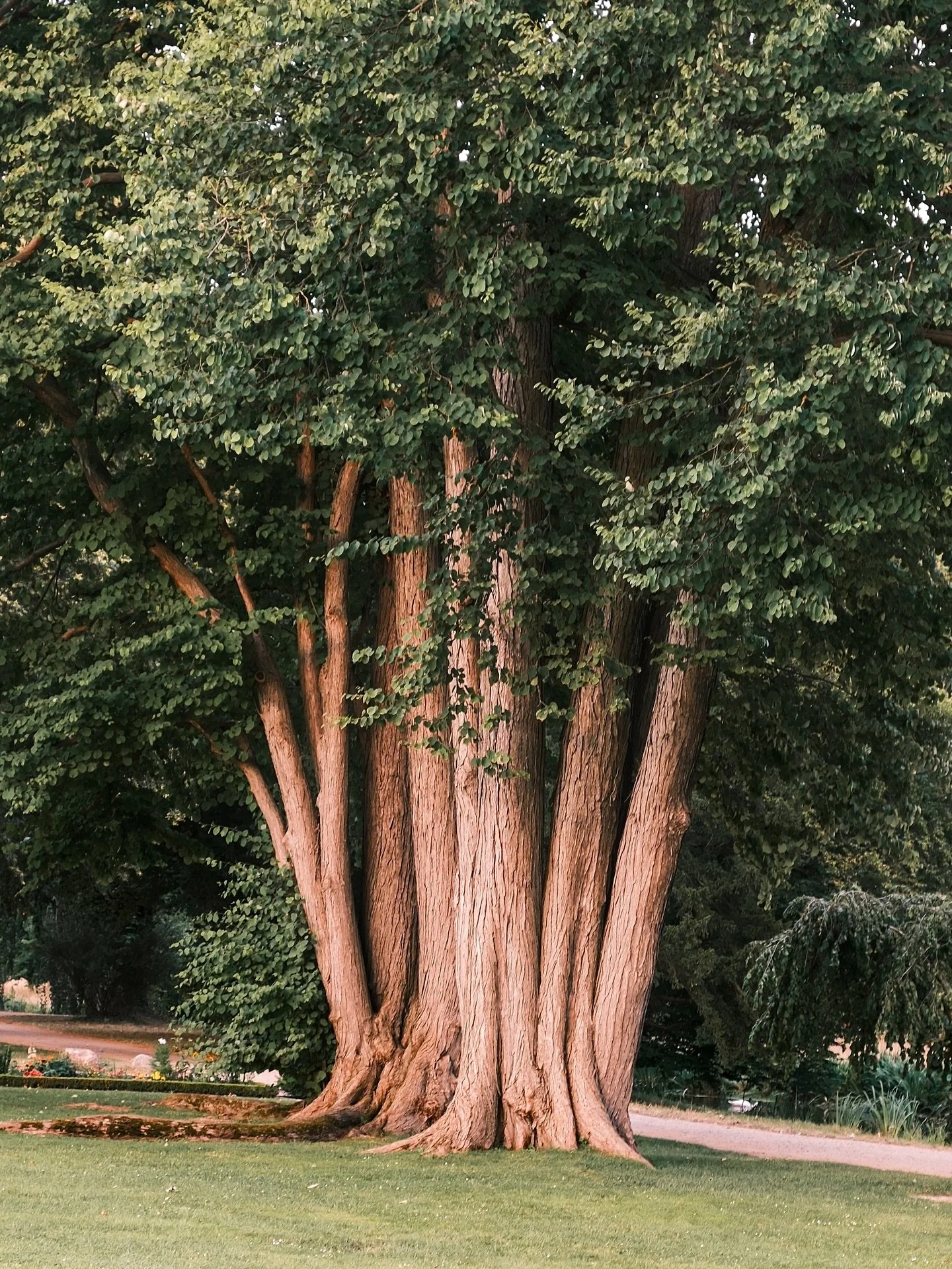 Observing textures in tree trunks 🪾