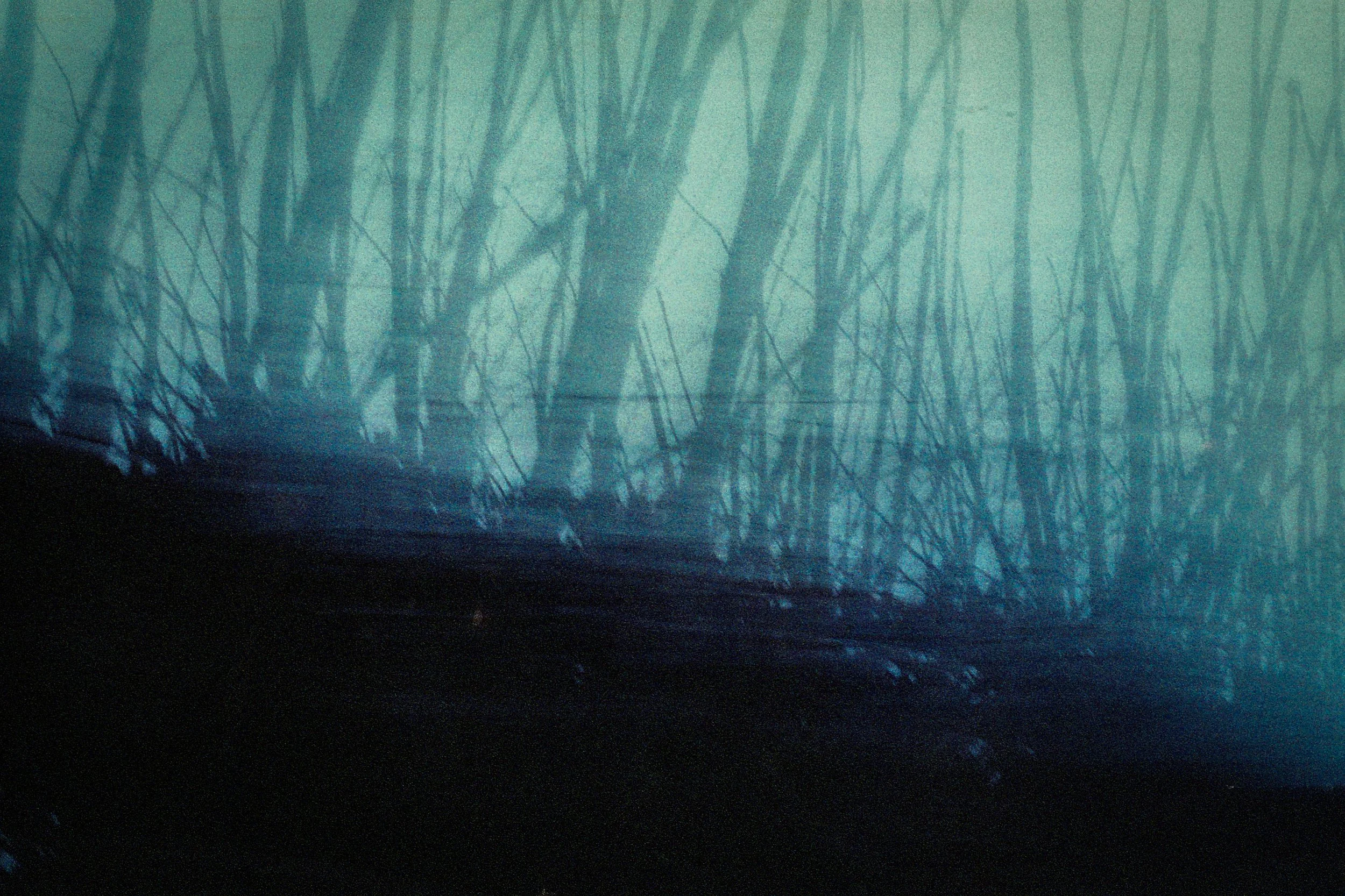 hedge01.jpg