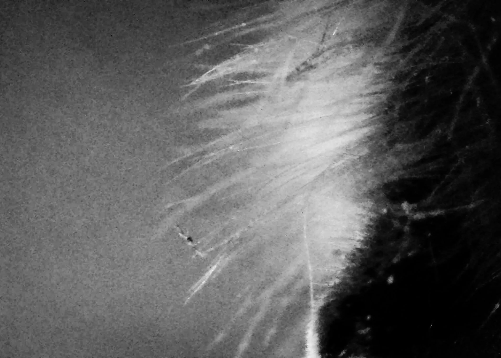 Bee02 copy.jpg
