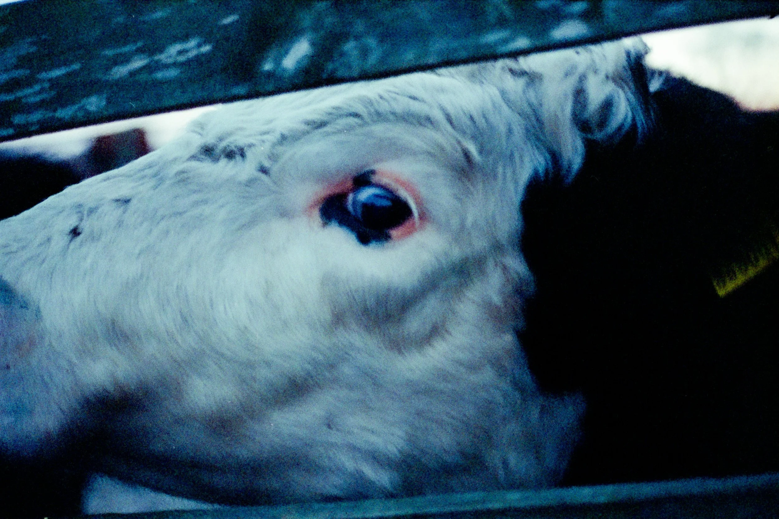 CowBLUE.jpg