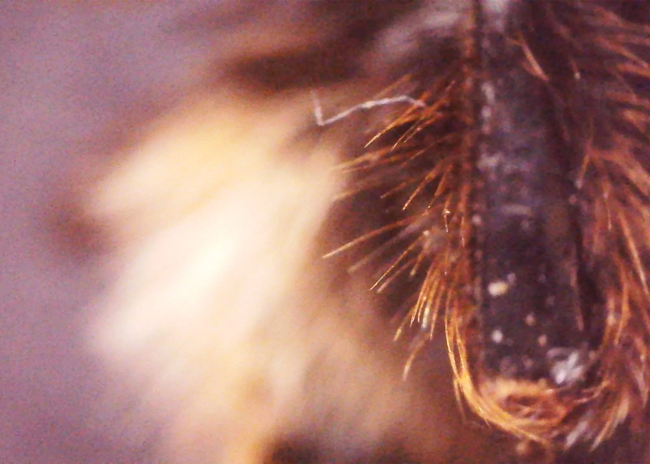 Bee01.jpg