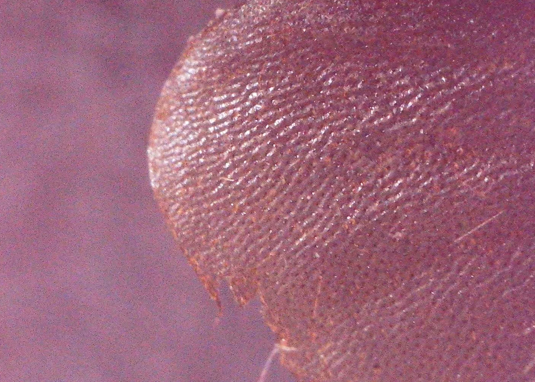 Bee04.jpg