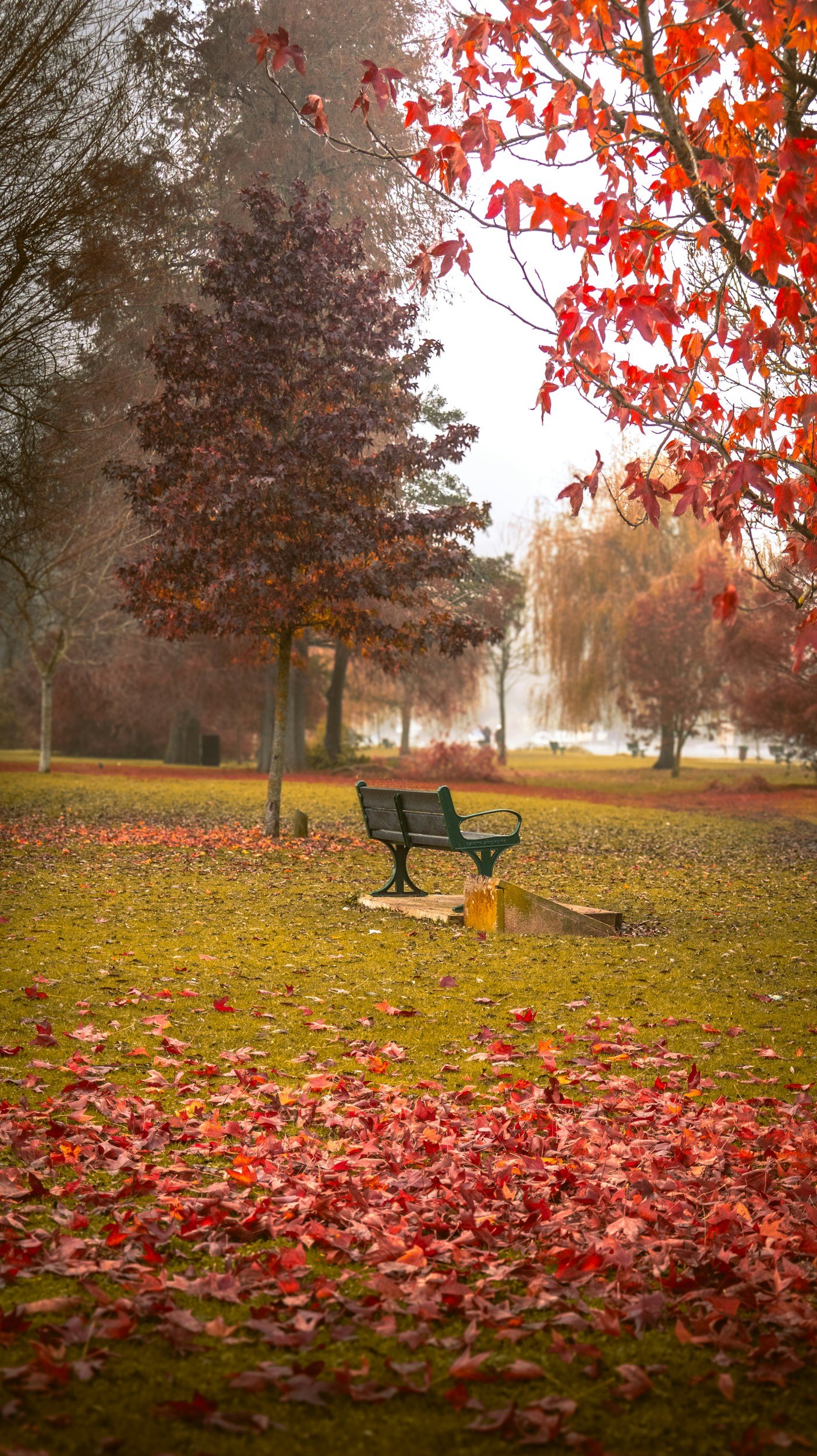 A park with trees whose leaves have turned red and fallen to the ground, a black park bench on a small stone foundation, surrounded by autumnal foliage.