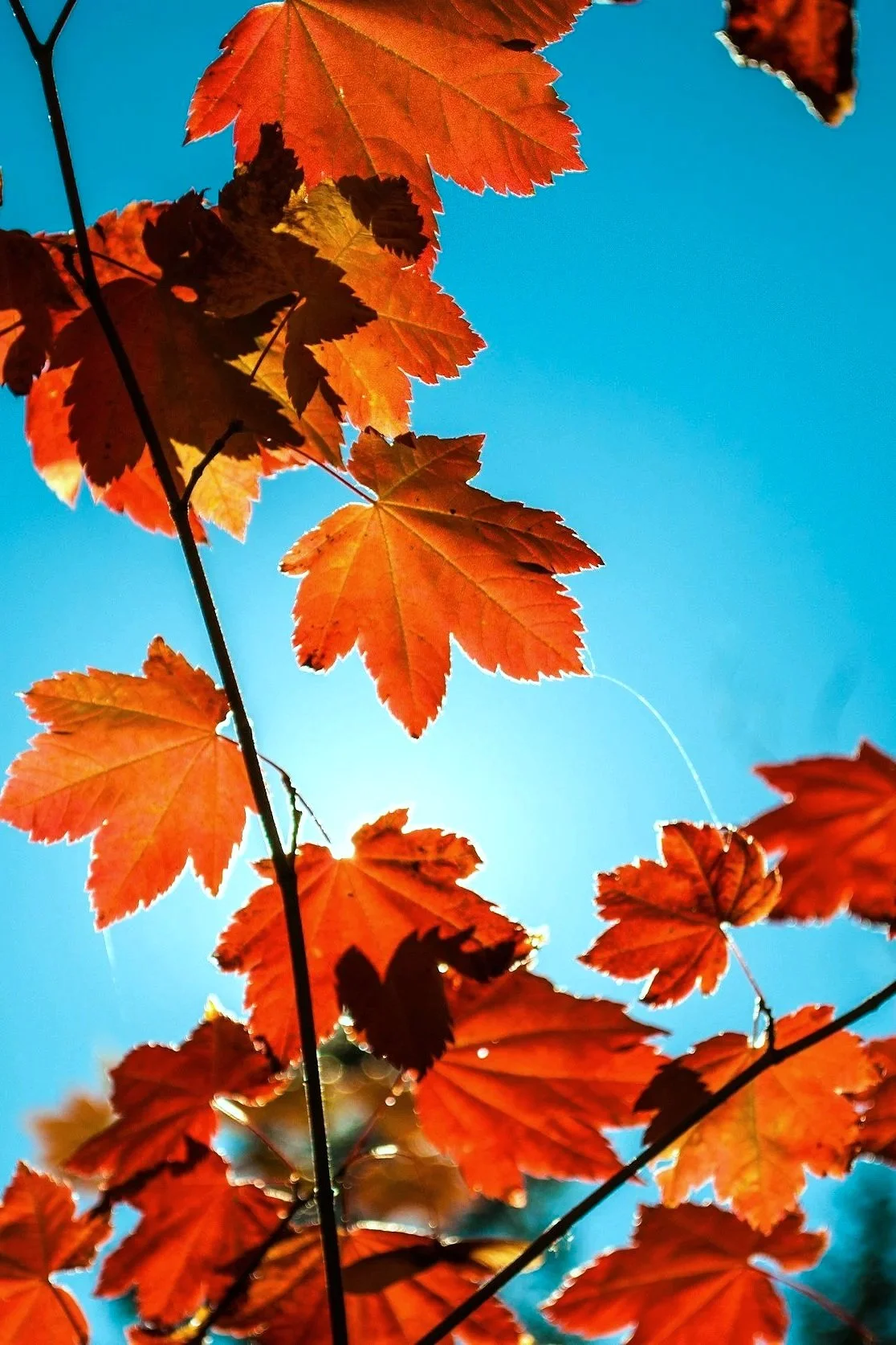 Close-up of red and orange maple leaves against a clear blue sky.
