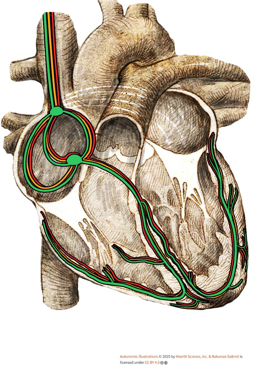 cc-heart-neuro.png