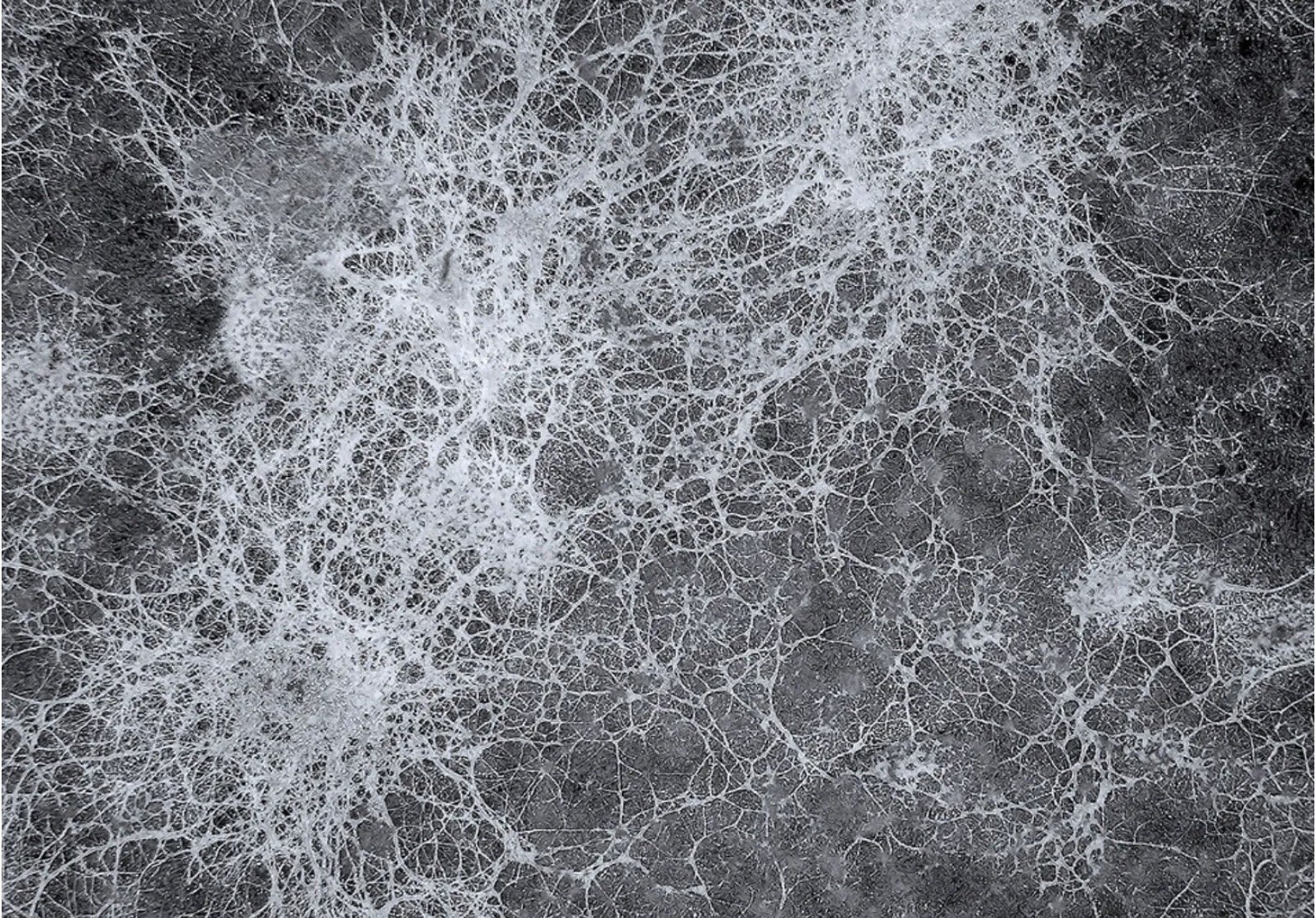 mycelium.jpg