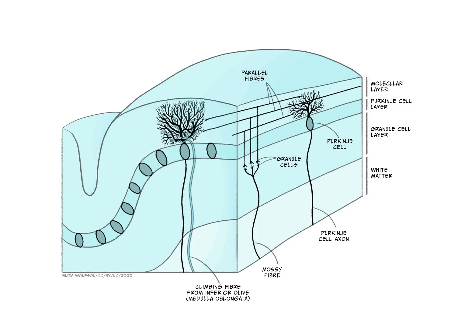 eliza-wolfson-cerebellum.jpg