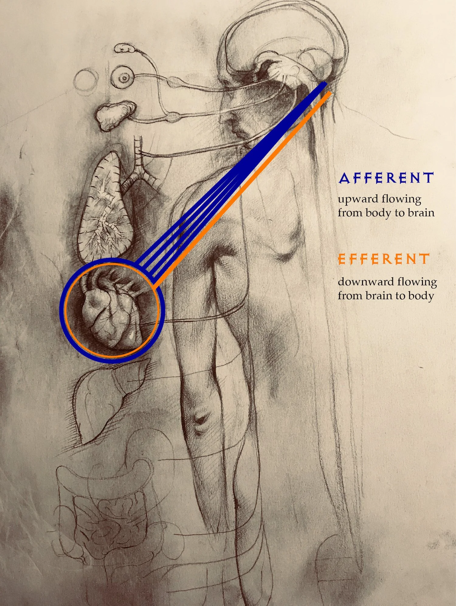figure-44-flow-brain-body.jpg