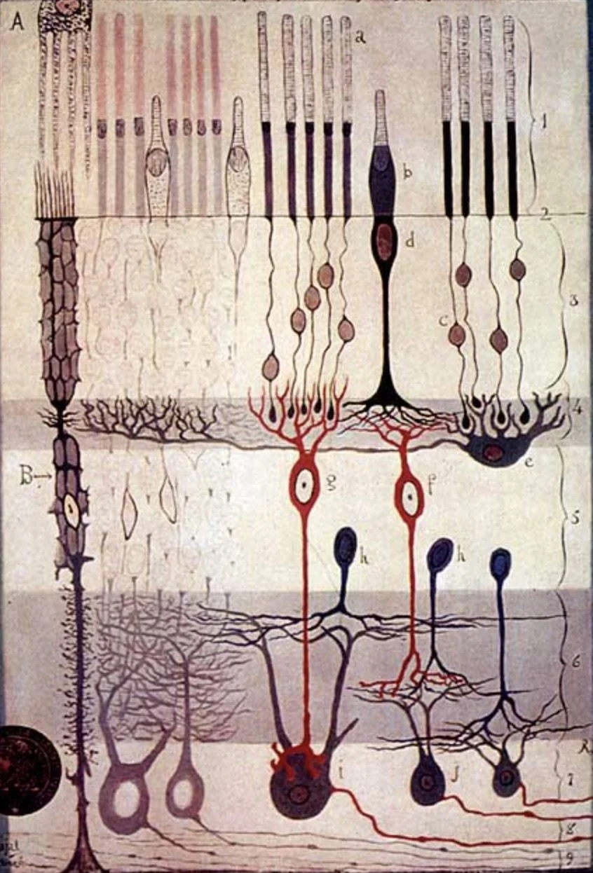 cajals-retina.jpg