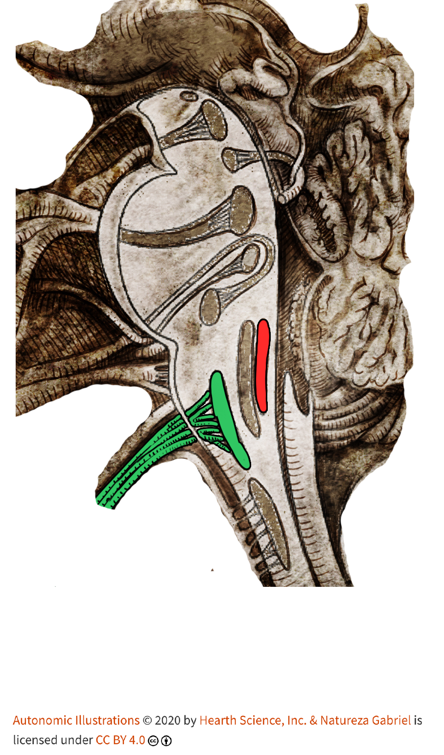 cc-brainstem_nerves.png