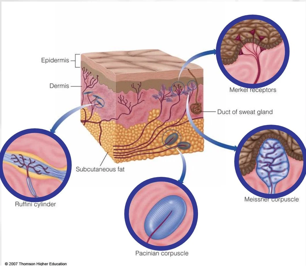 mechanoreceptors.jpg