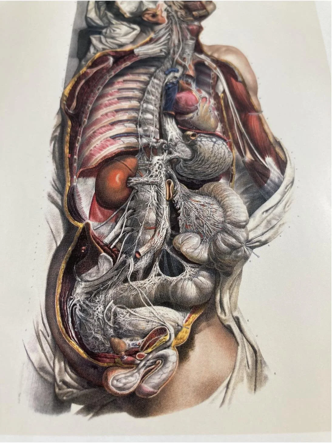 viscera-bougery.jpg