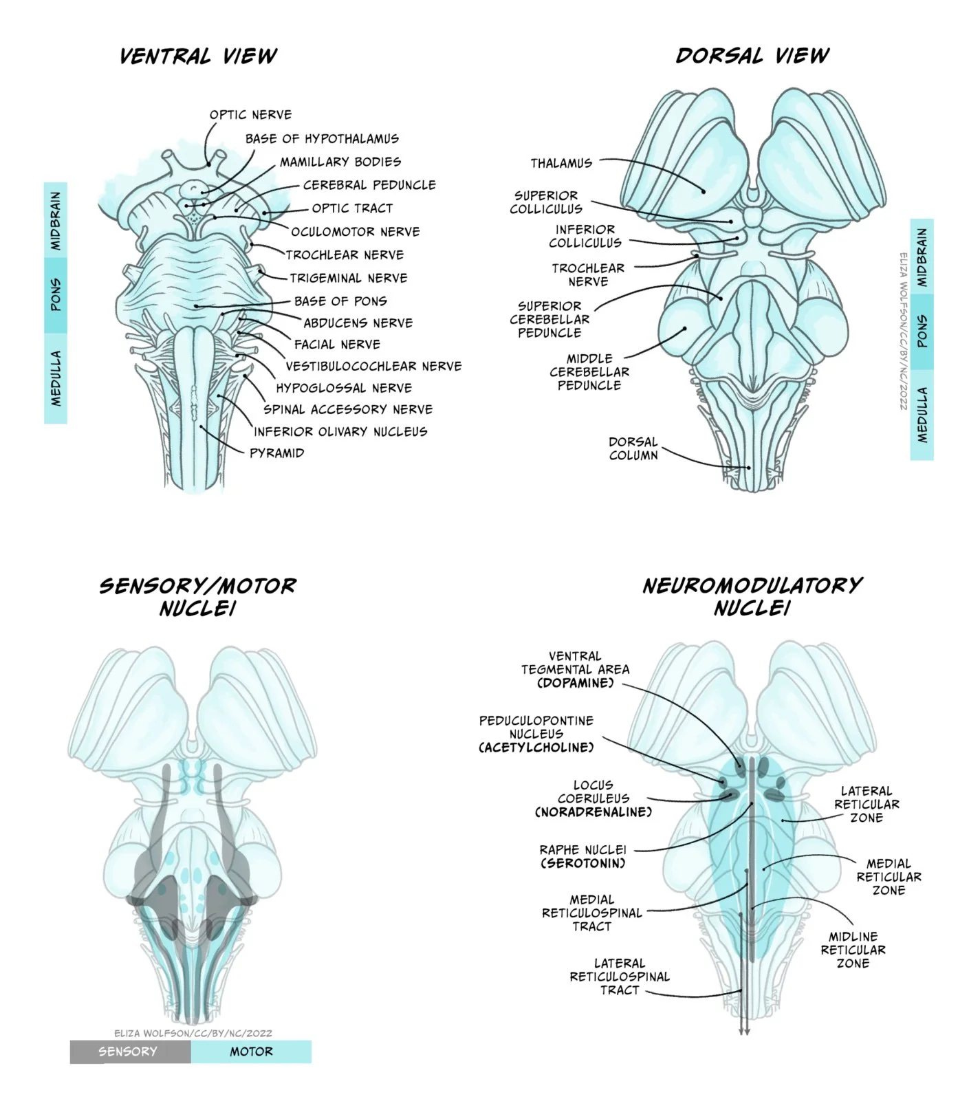 eliza-wolfson-brainstem.jpg