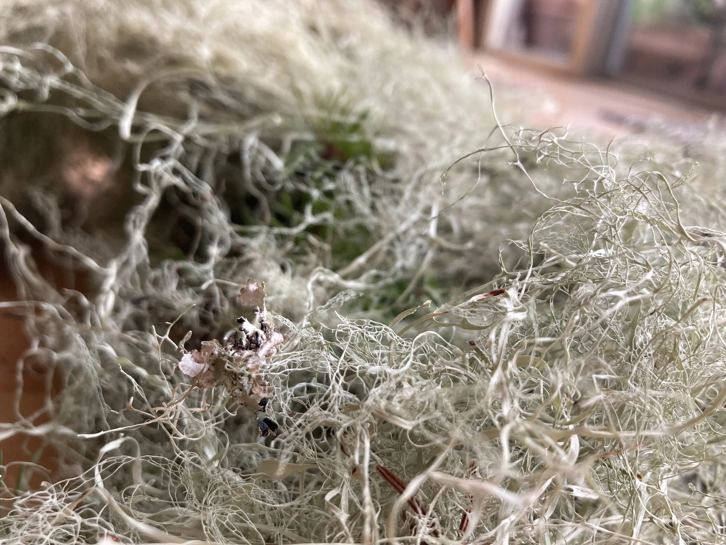 lichen3.jpg