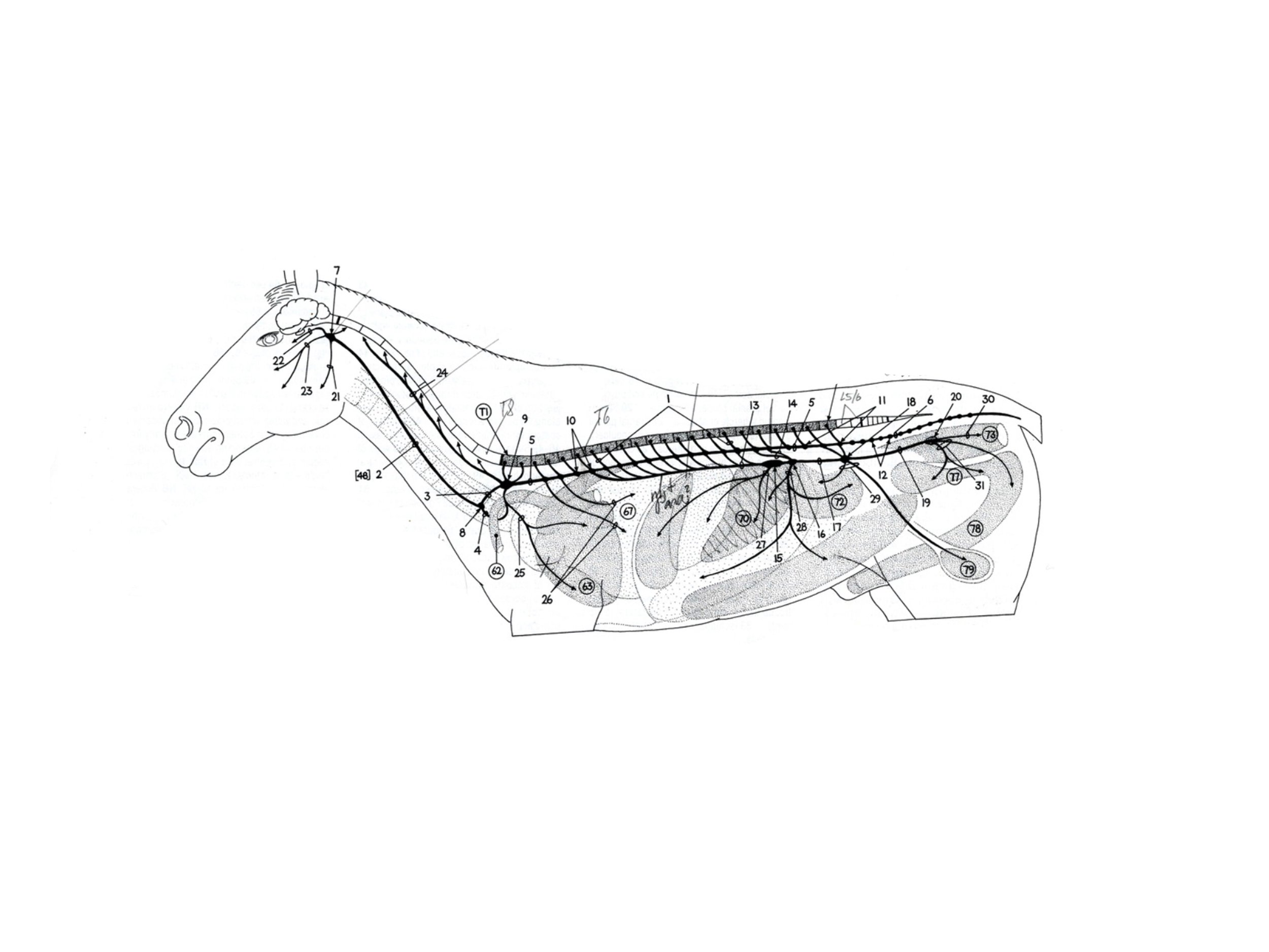 Horse Sympathetic.jpg