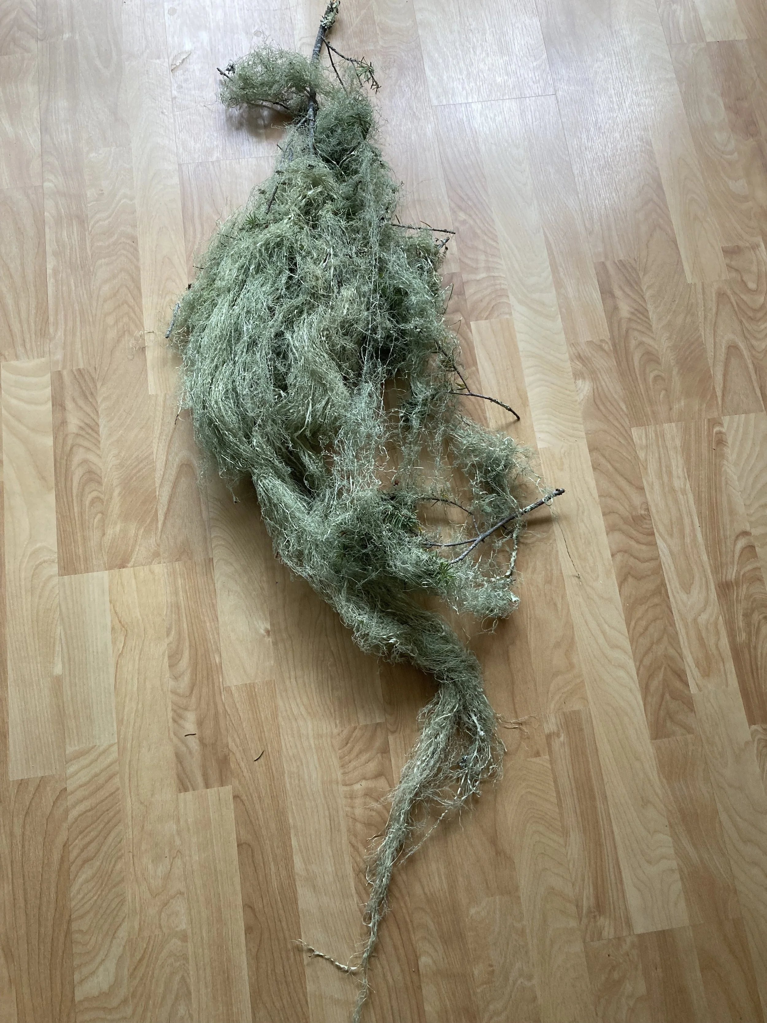 lichen.jpg