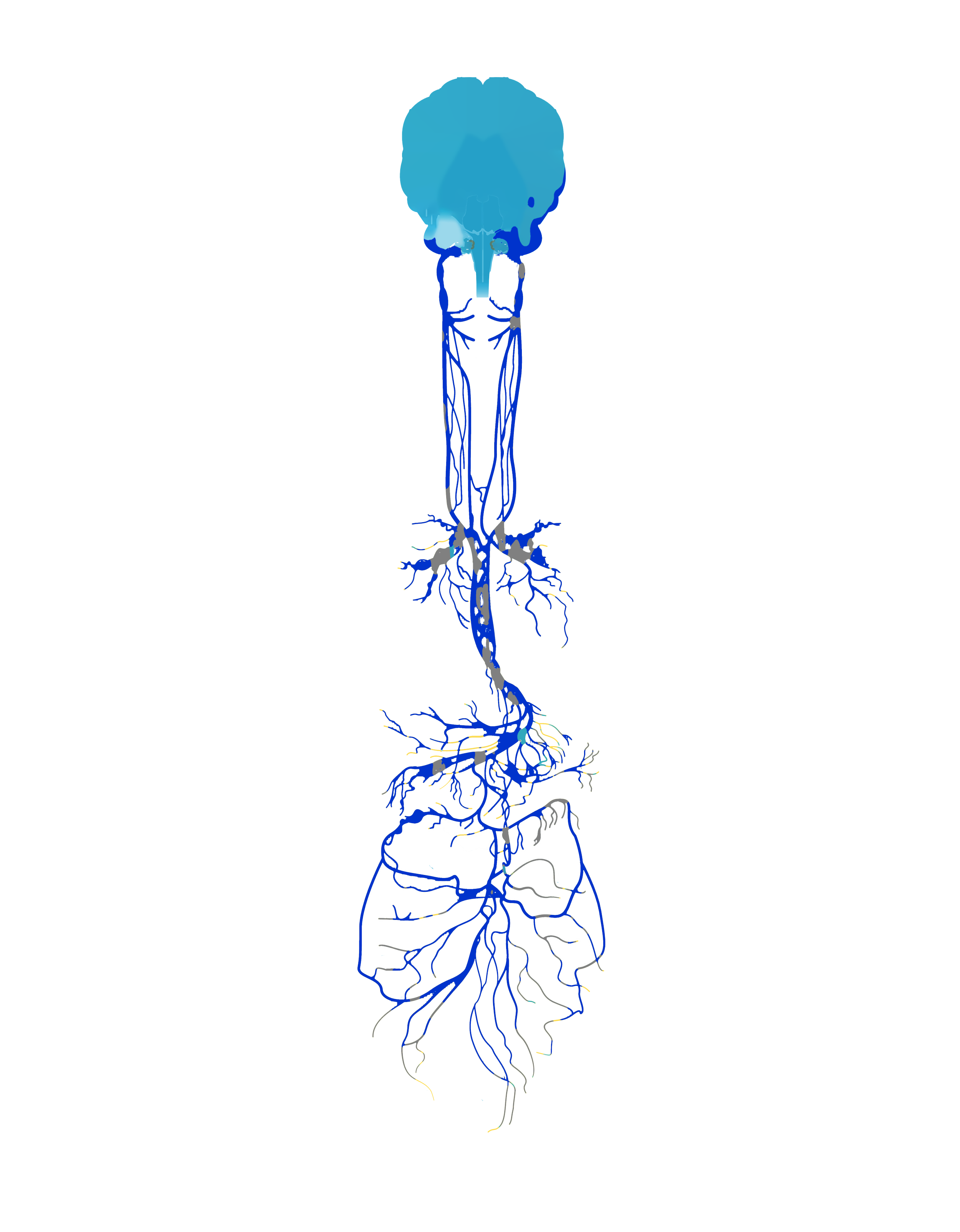 vagus-brain-blue.png