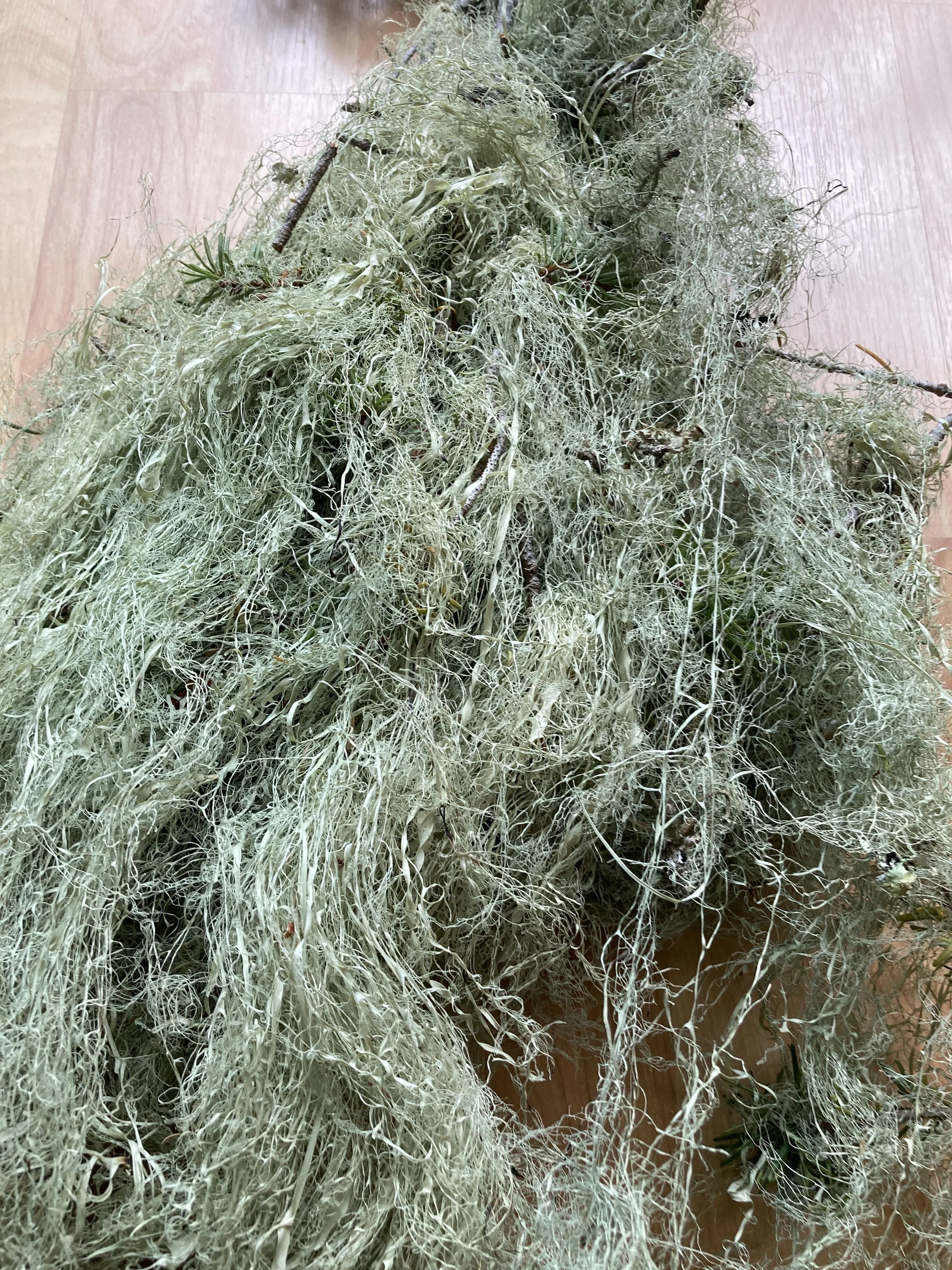 lichen2.jpg