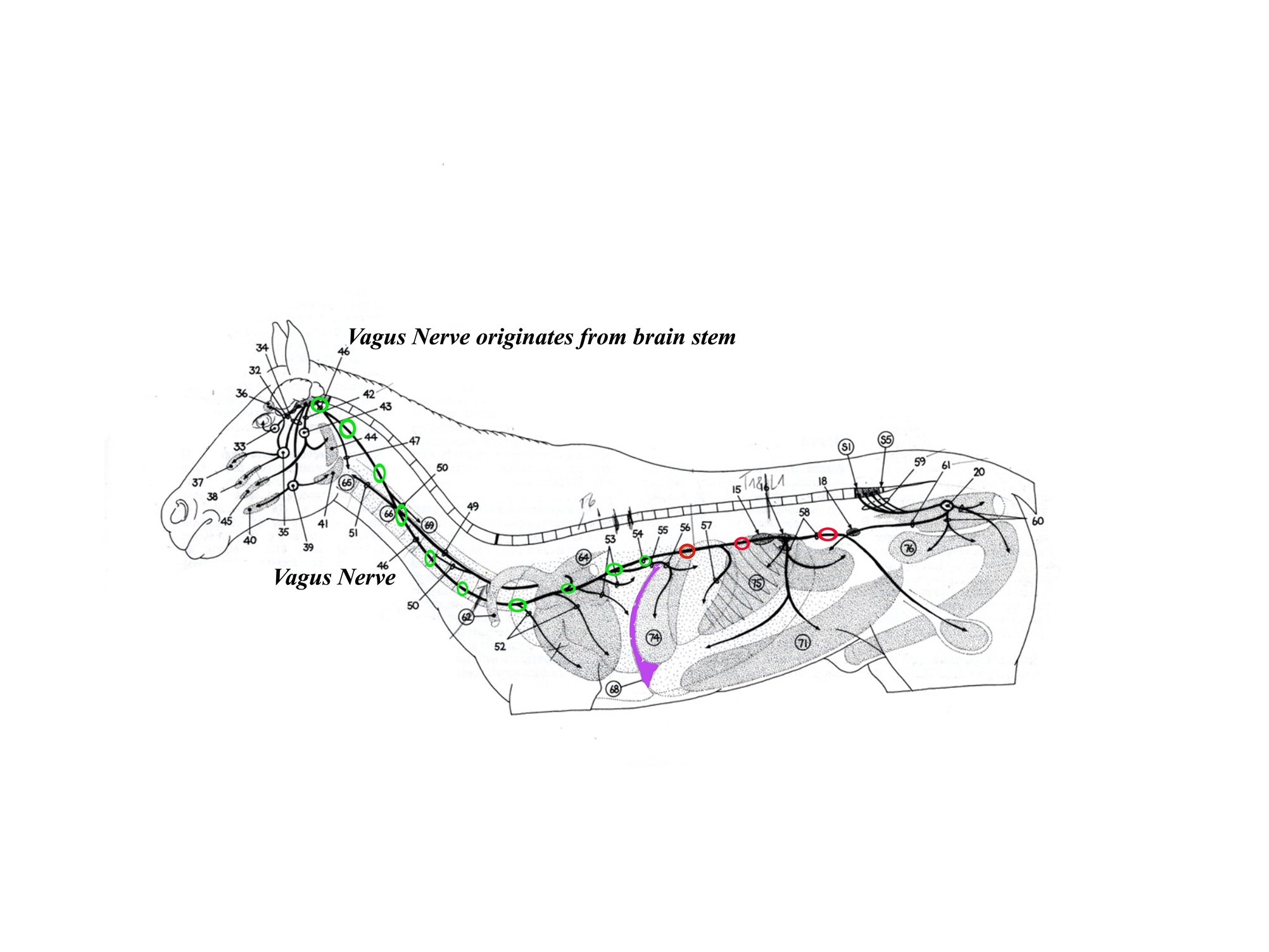 Horse Parasympathetic.jpg