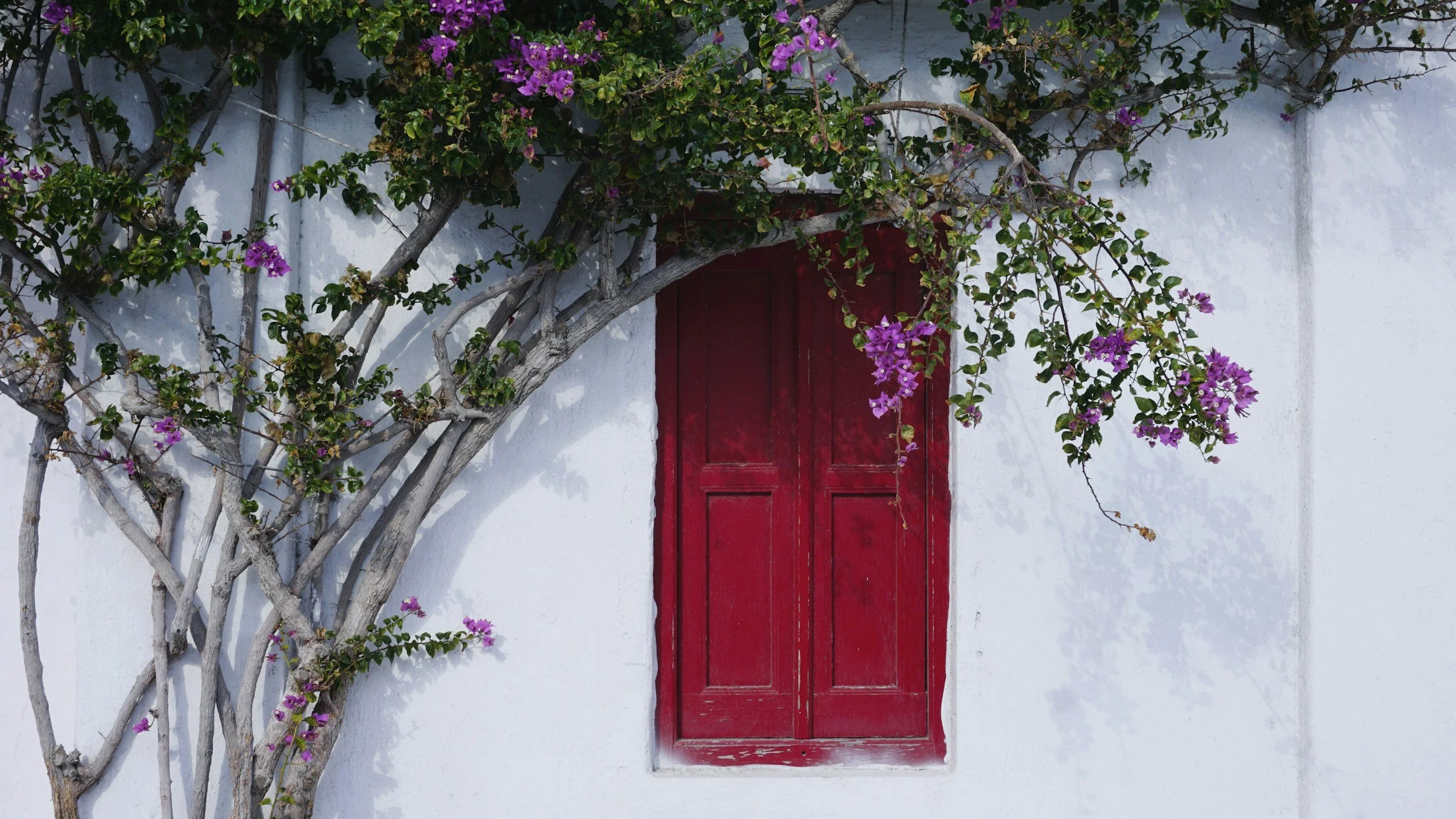 Rotes Fenster an einer weißen Wand, umrahmt von einer Kletterpflanze mit lila Blüten und grünen Blättern.